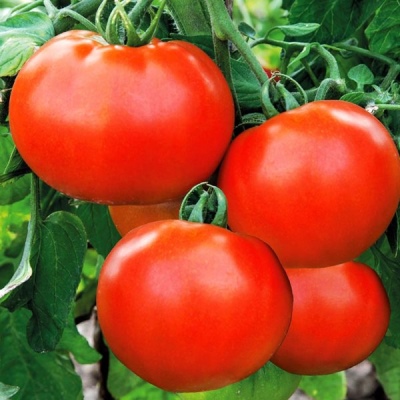 Tomaten-Champion