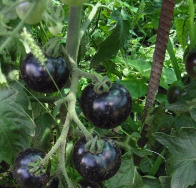 Bouquet de tomates noires