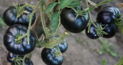 Tomat sort skønhed