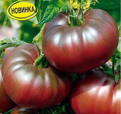 Tomate Panthère Noire