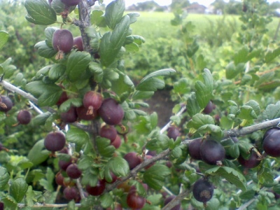 Stikkelsbær Chernomor