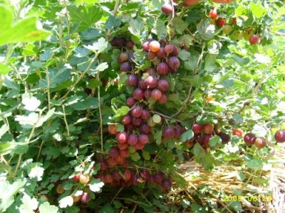 Gooseberry Prune