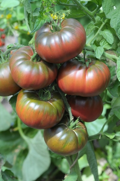الطماطم الأسود فيض