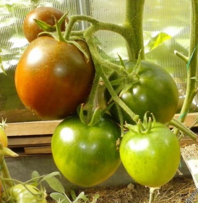 Tomate Black Baron