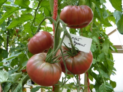 Tomate Noir Russe