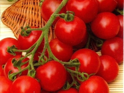 Kirschblüten-Tomate