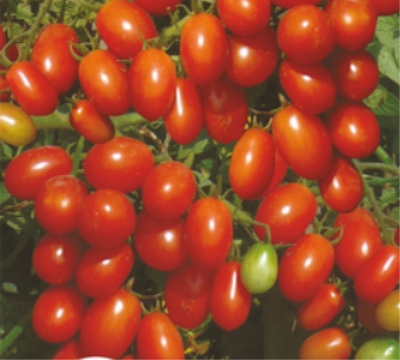 Cherry tomat oliven