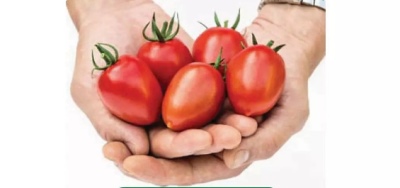 Cherry Valya tomaat
