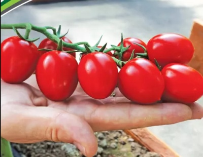Cherry-Vera-Tomate