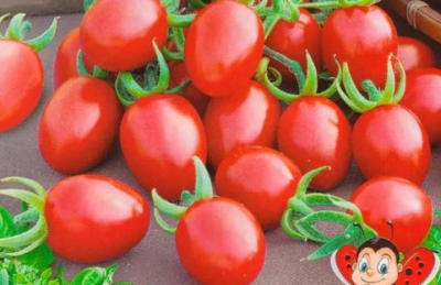 Cascade de tomates cerises