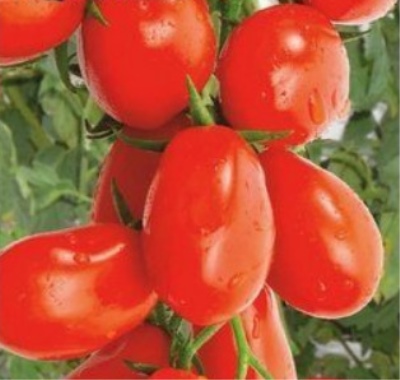 Cherryfinger tomato