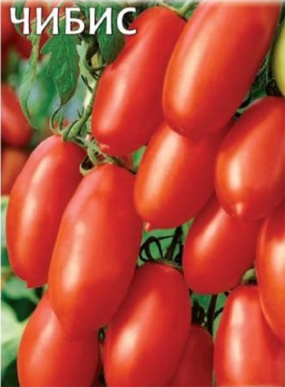 Chibis tomaat