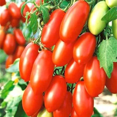 Dedos milagrosos de tomate