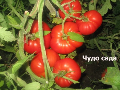 Tuin wonder tomaat