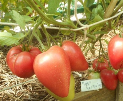 La maravilla del tomate de Walford