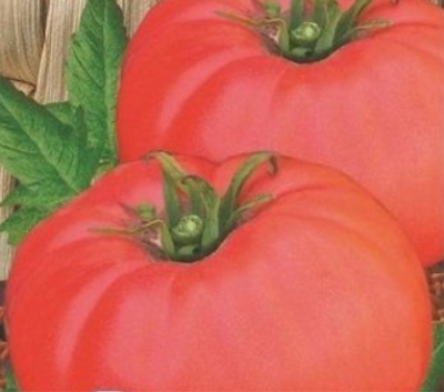 Tomato Wonder of the Earth