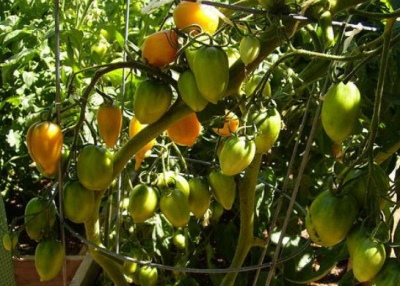 Chukhloma tomato