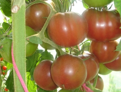 Gypsy tomato