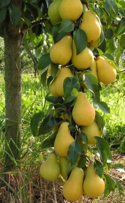 Hiasan Pear