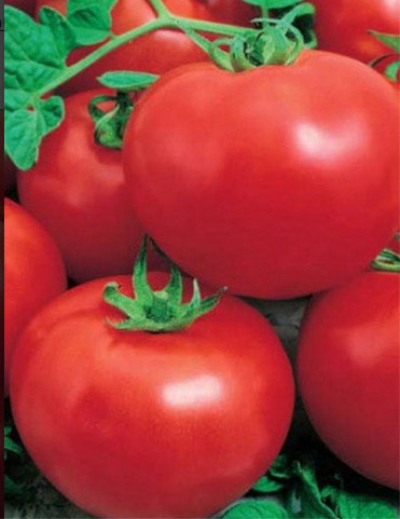 Tomato Delicacy