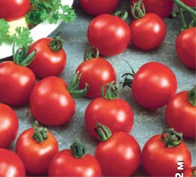Alegría de los niños de tomate