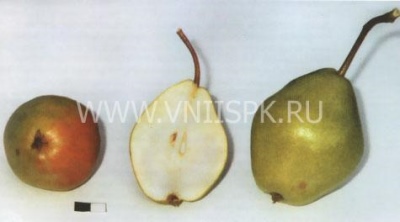 Pear Dobryanka (Sentyabrina)