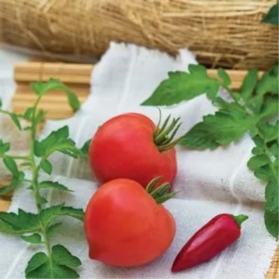 Donskoy tomaat