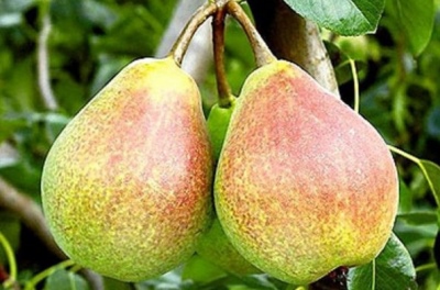 Pear Duhmyanaya