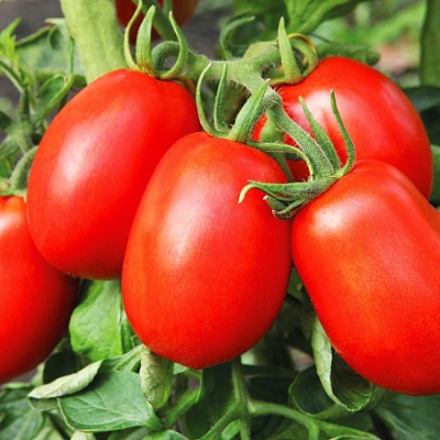Tomaten Herzogin