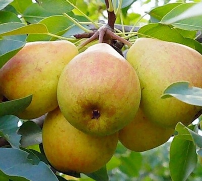 Pear Elena
