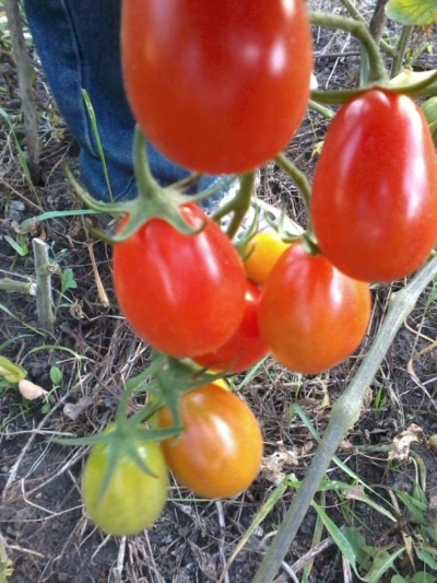 Tomat alf