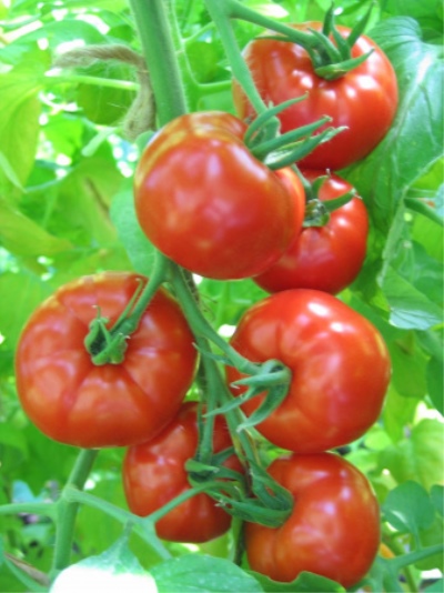 Tomaten Energo