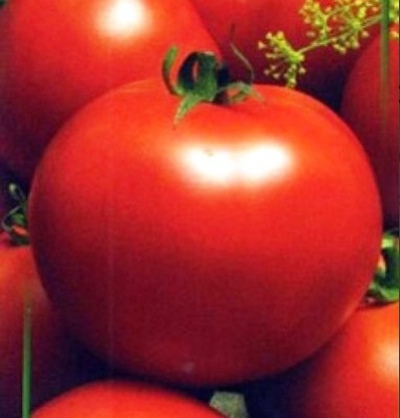 Hermitage tomaat