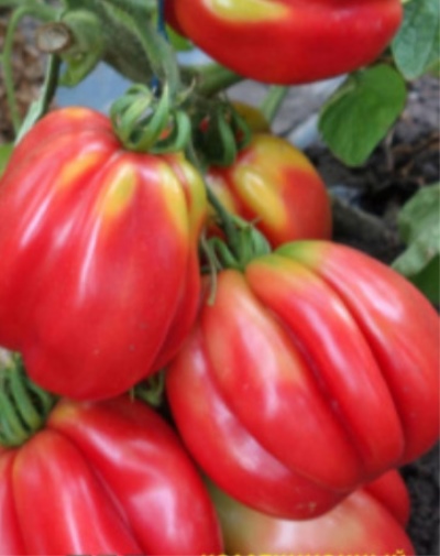 Tomaten Etual