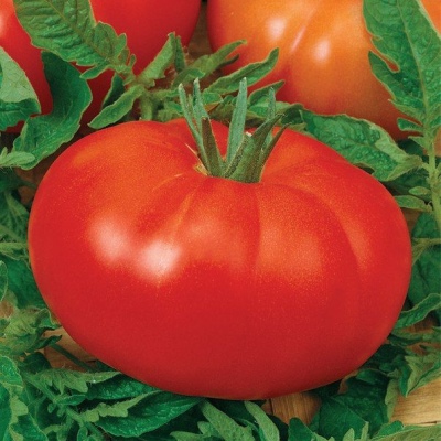 Tomato Etude