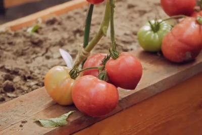 Evolución del tomate