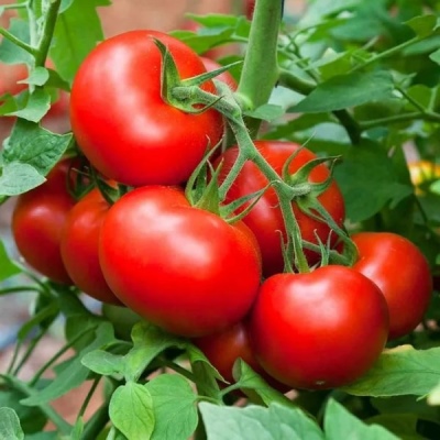 Acabado de tomate