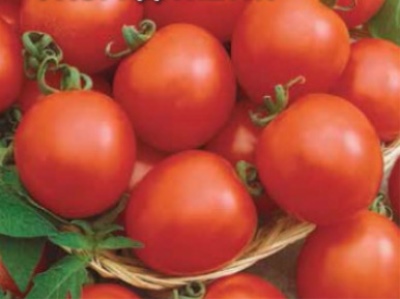 Florida Petite tomat