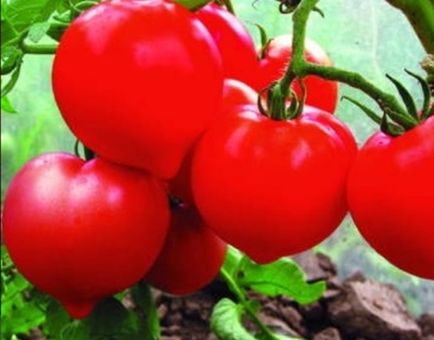 Soberano de tomate