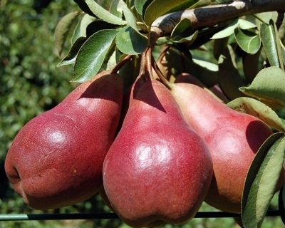 Pear Carmen