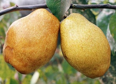 Pear Kieffer (Seedling Kieffer)