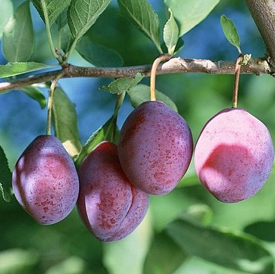 Bomboane cu prune