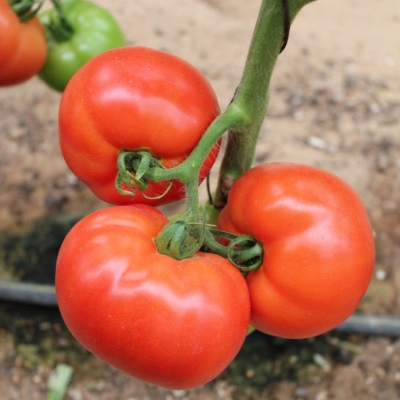 Tomatenkoningin van de markt