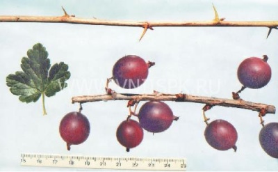 Stikkelsbær Krasnoslavyansky