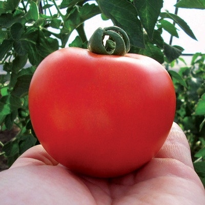 Tomatenkristal