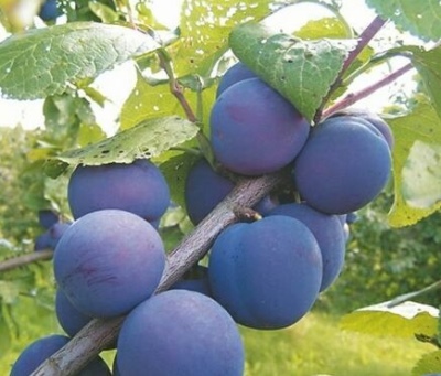 Crooman prune