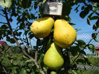 Pear Larinskaya