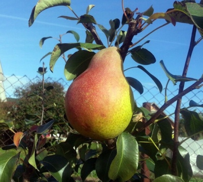 Pear Lear