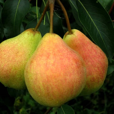 Pear Klapp's Favorite