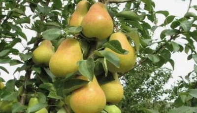 Pear Yakovlevs Liebling